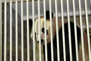 Panda Baru Dah Sampai! Chen Xing & Xiao Yue Kini Berada Di Malaysia